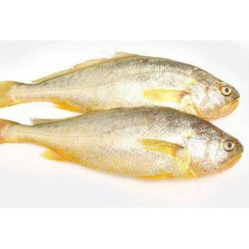 HS Frozen Yellow croaker-500-700g/each
